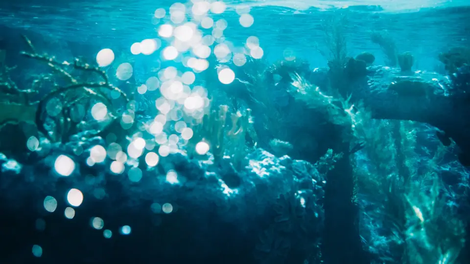 Turquoise water and bright, blurred highlights in an underwater view.