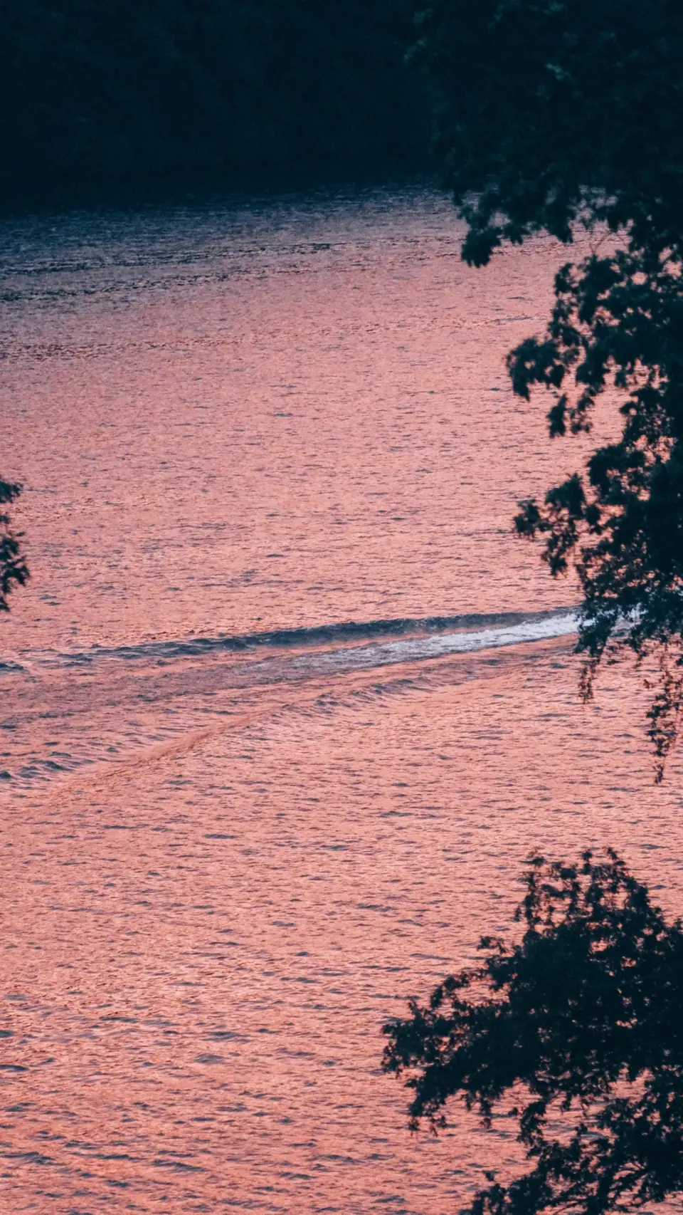 A thin wake crosses pink water framed by foliage.