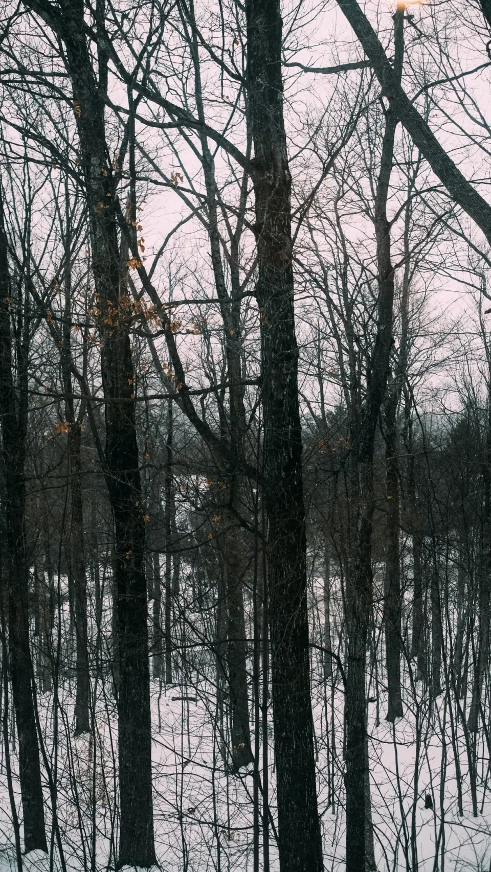 Bare trunks repeat in a monochrome winter scene.