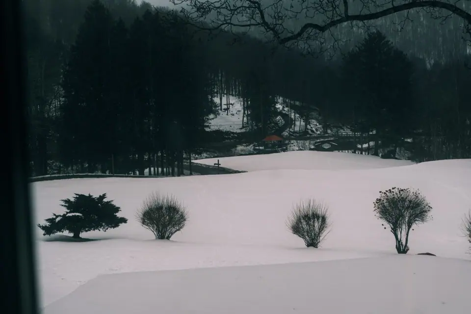 Sparse shrubs stand before a dark winter tree line.