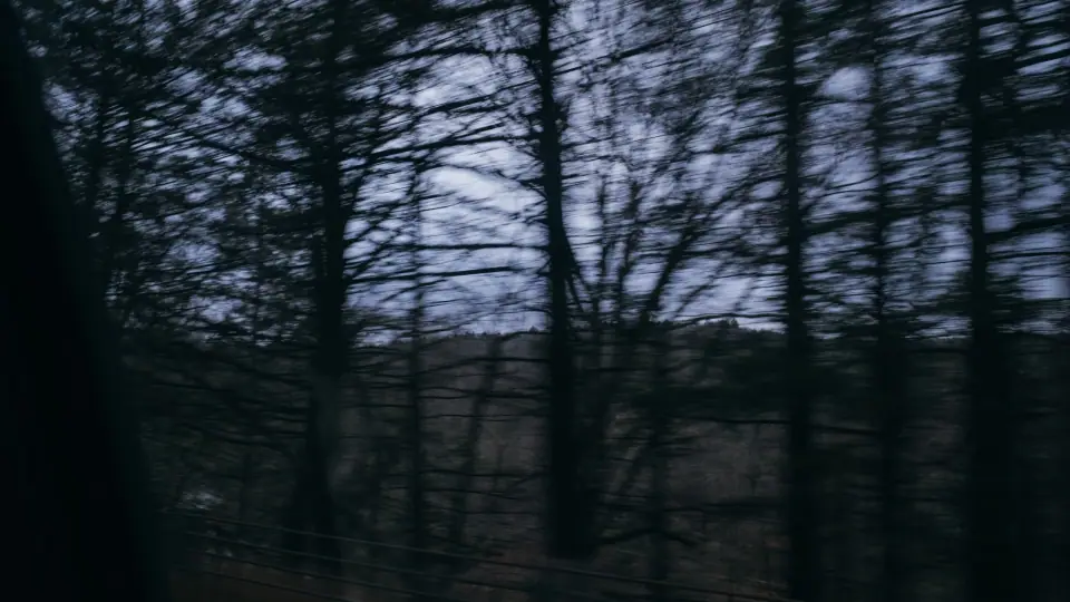 Blue-toned tree trunks blurred by motion.