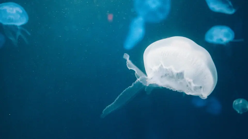 A luminous jellyfish floats in deep blue space.